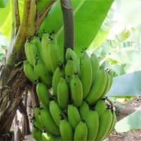 Banana Fruit Farming - Skyline Agro Engineers