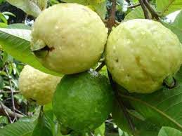 Guava Fruit Farming - Skyline Agro Engineers